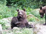 transilvania, observarea ursului