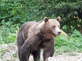 transilvania, observarea ursului