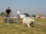 Competitie cu caini Husky