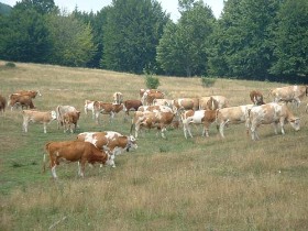 vacanta minunata in secuime, sejur