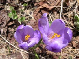 programe, turism rural, ardeal