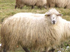 agroturism in tinutul secuiesc