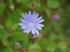 program, turism, ardeal