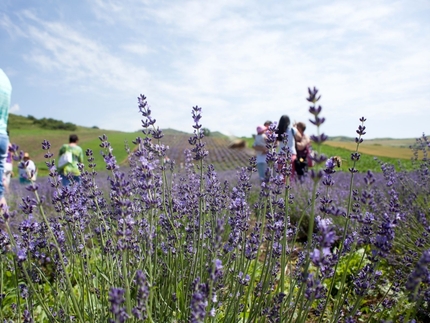 Csekefalva - Levendula fesztivál
