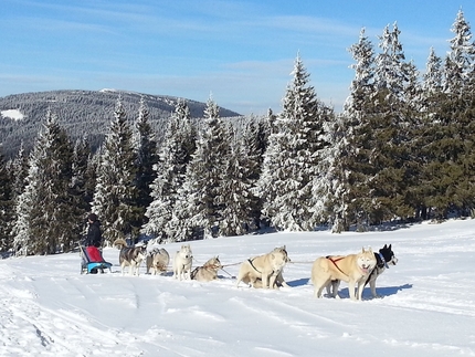 Kutyaszánozás a Hargitán!